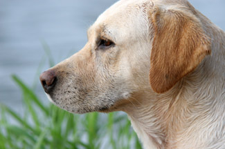 golden retriever diabetic alert dogs