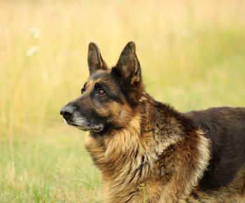 A long coated German Shepherd standing alert in tall summer grass, looking off to one side.