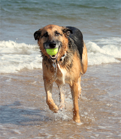 A black and tan shepherd mix running out of shallow surf carrying a tennis ball in its mouth.