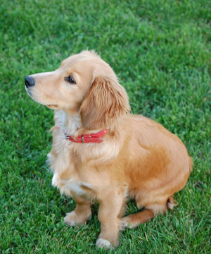 A golden cocker spaniel puppy in a red collar sitting on grass and looking to one side.