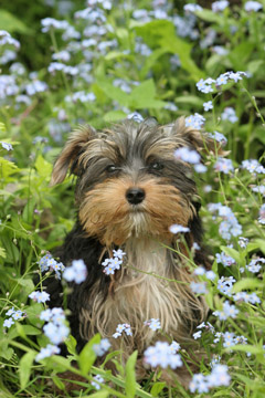 A small Yorkshire terrier puppy surrounded by pale blue flowers.