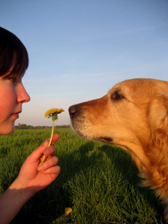 A woman in profile at sunset holding out a yellow dandelion for a golden retriever to sniff in a grassy field.