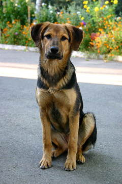 A young black and tan shepherd mix sitting on a paved path in front of a flower bed.