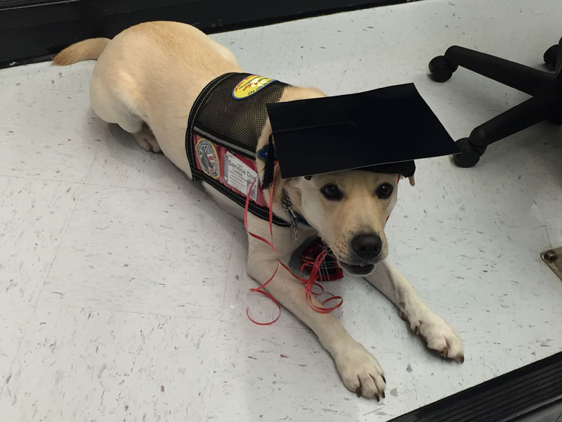 A yellow Labrador in a patched service dog vest lies on a tiled floor wearing a small black graduation cap trailing a red ribbon.