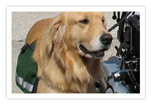 A golden retriever in a green working vest sitting beside the wheel of a power wheelchair on a paved path.