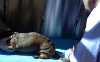 News video still: a dog lying on its side on the floor next to a person's leg