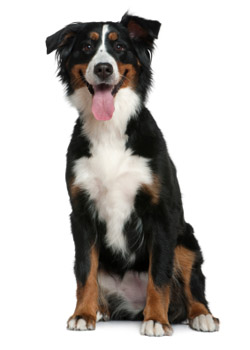 service dog training